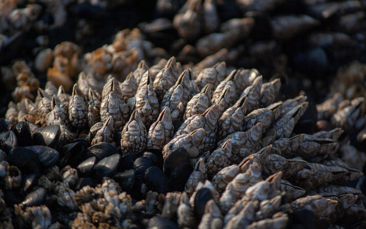 Cold-water mussels and barnacles on the Atlantic shore